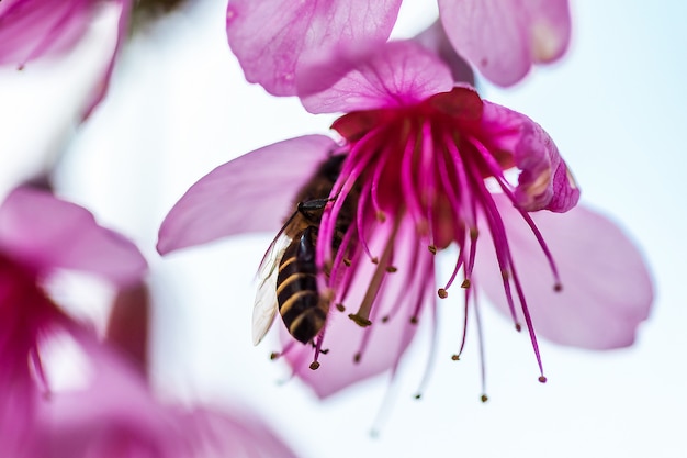 Bees eat nectar from the flowers of Prunus cerasoides during January - February