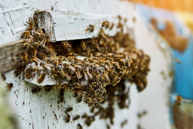 Bees entering in bee hive with collected floral nectar and flower pollen after an intense harvest period Close up of working bees in a wooden beehive Concept of healthy organic apiary