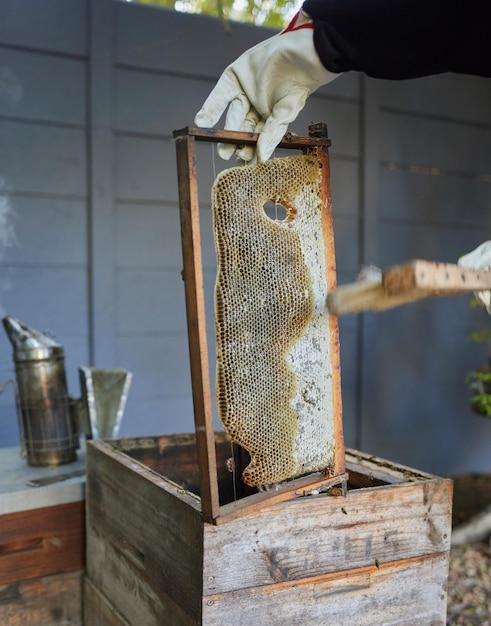 Bees farm and beekeeper in honey production on an outdoor factory on a sustainable field Beekeeping industry farming and bee farmer manufacturing honeycomb with a organic process in nature