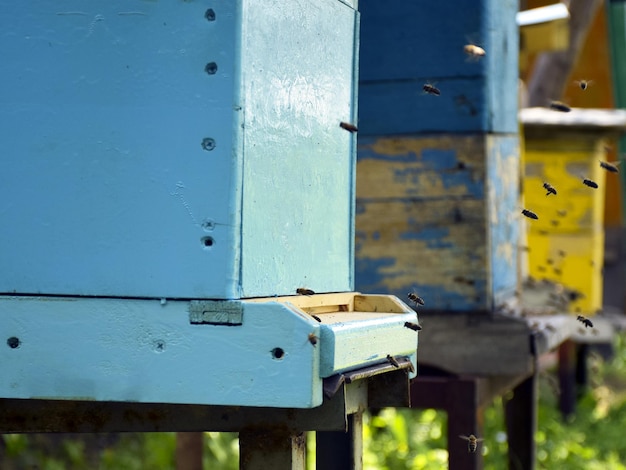 Bees fly to the hive Beekeeping A swarm of bees brings honey home Apiary