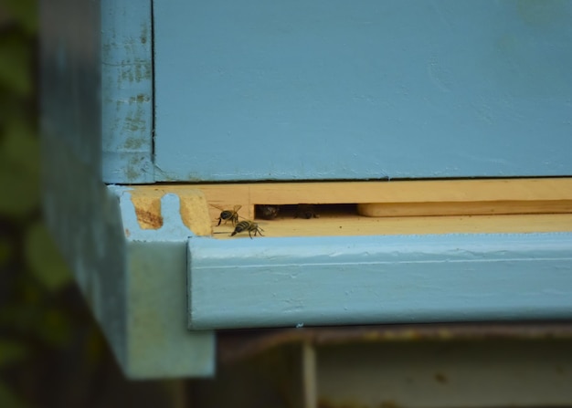 Bees fly to the hive Beekeeping A swarm of bees brings honey home Apiary