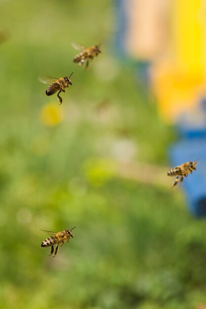 Photo bees flying