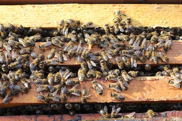 Bees in the hive on the frame