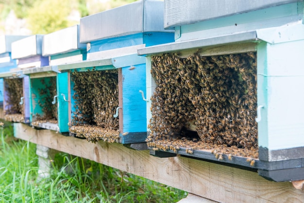 Bees in the hive