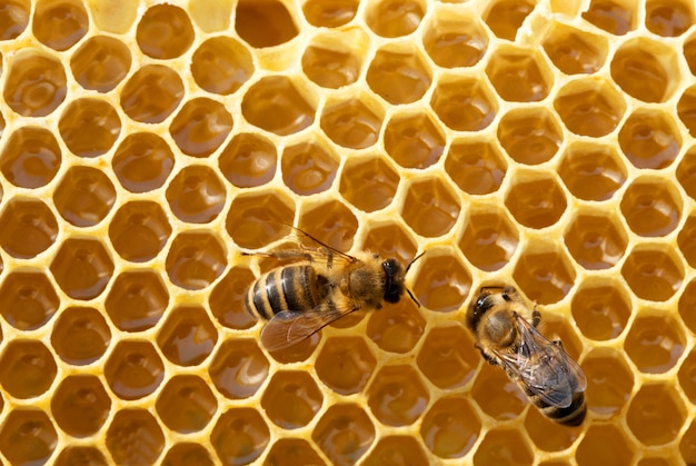 bees on honeycells