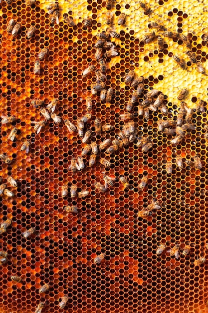 Bees on honeycomb honey and pollen Abstract natural background