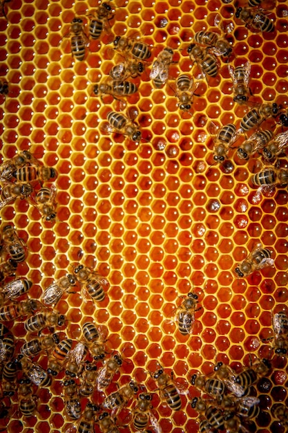 Bees on honeycombs with honey in closeup A family of bees making honey on a honeycomb grid in an apiary