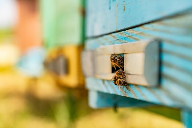 Bees inside of wooden hive close up. Yellow honey insect busy for making honey.