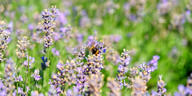 Bees on a lavender plant insects pollinating