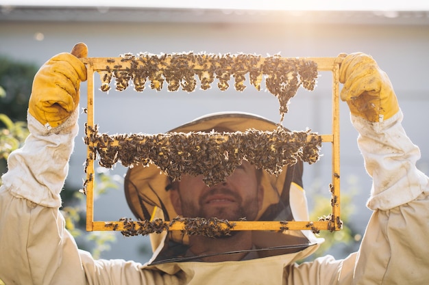 Bees and organic honeycomb with royal jelly Man beekeeper holding a wooden frame with queen cells honeycomb with royal milk of bees Honey Bee Brood care honey bee colony beehive beekeeping