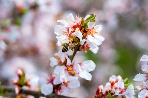 Bees pollinate apple blossom in the garden in spring.