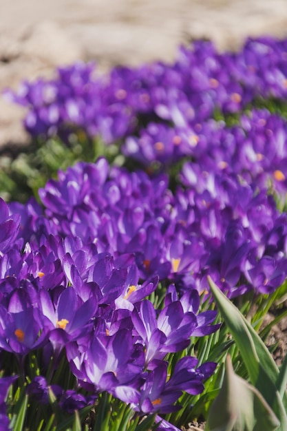 Bees on purple crocus growing outside View at magic blooming spring flowers crocus sativus Selective Focus Spring garden