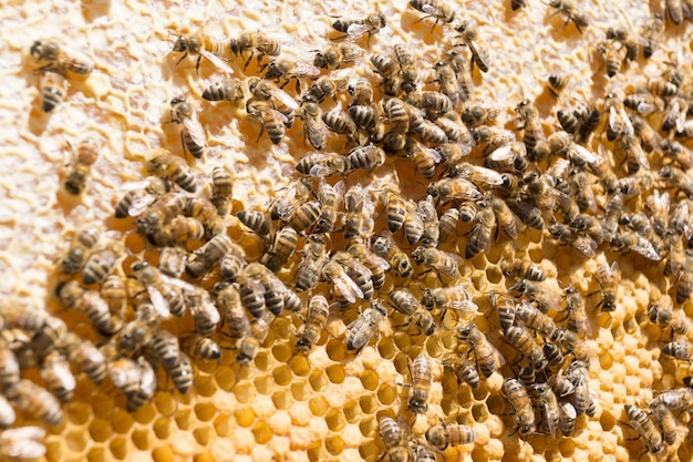 Bees seal the honey in the comb.