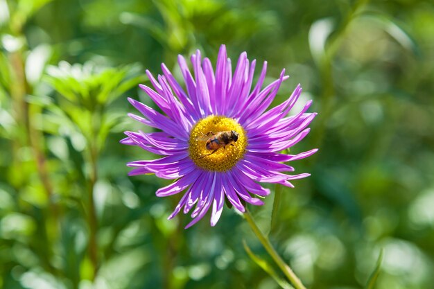 Photo bees store honey dew from pink chrysanthemum flower in garden bee on flower collecting nectar