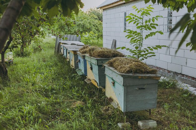 Bees in the street outside