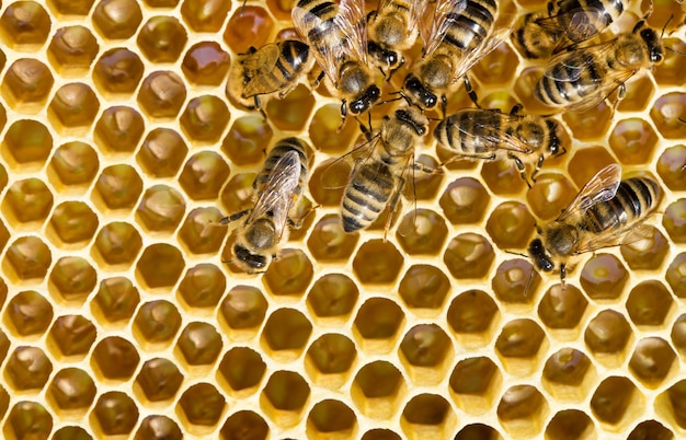 Bees swarming on a honeycomb