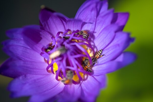 Bees takes nectar from the beautiful purple waterlily or lotus flower.