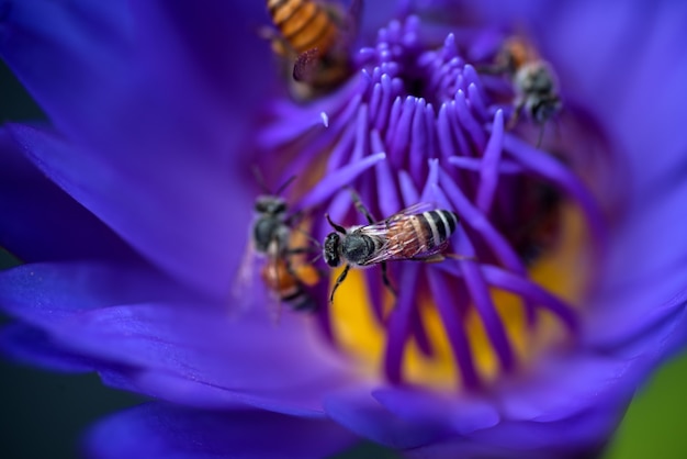 Bees takes nectar from the beautiful purple waterlily or lotus flower.