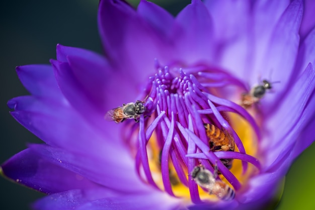 Bees takes nectar from the beautiful purple waterlily or lotus flower.