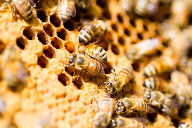 Bees working on honeycomb.