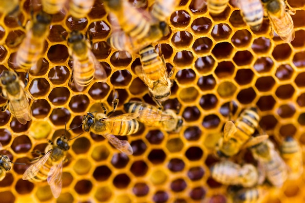 Bees working on honeycomb.