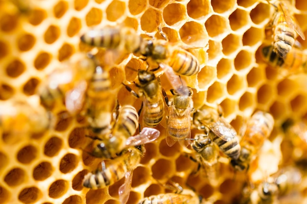 Bees working on honeycomb.