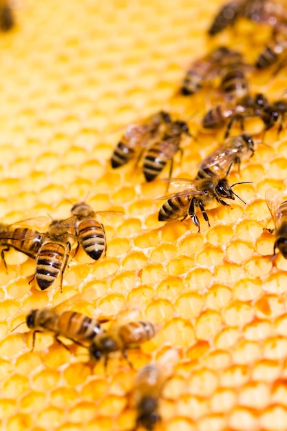 Bees working on honeycomb.