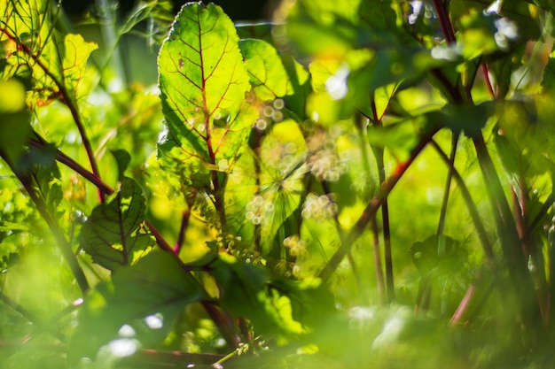 Beet crops planted in soil get ripe under sun Cultivated land close up with sprout Agriculture plant growing in bed row Green natural food crop