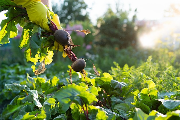 Beet harvest in the hands of the farmer gardening and agriculture environmentally friendly products