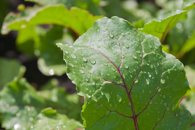 Beet leaves