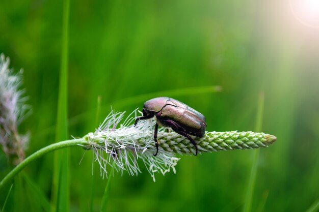 beetle on a blade of grass in the sunlight