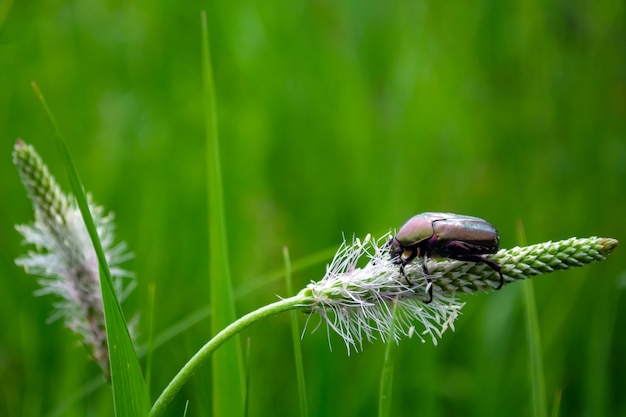 beetle on a blade of grass in the sunlight