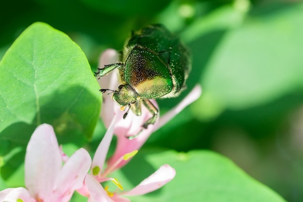 Beetle cetonia aurata sitting on flowers hawthorn close up Nature background