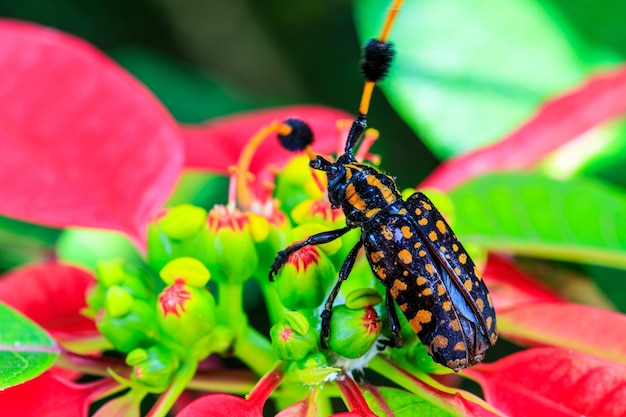 Beetle on the flower.