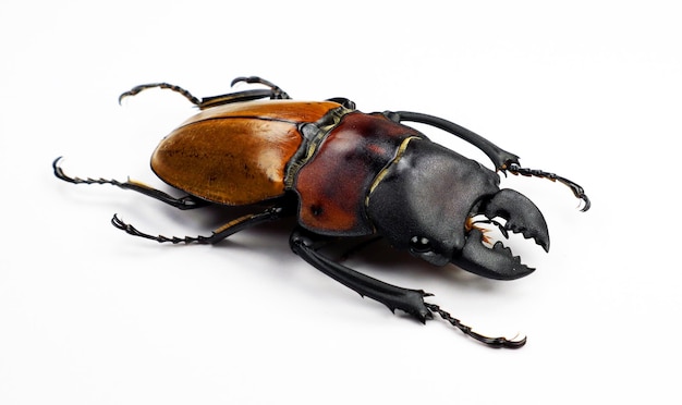 Beetle isolated on white. Giant stag beetle Odontolabis sommeri macro. Collection beetle, lucanidae