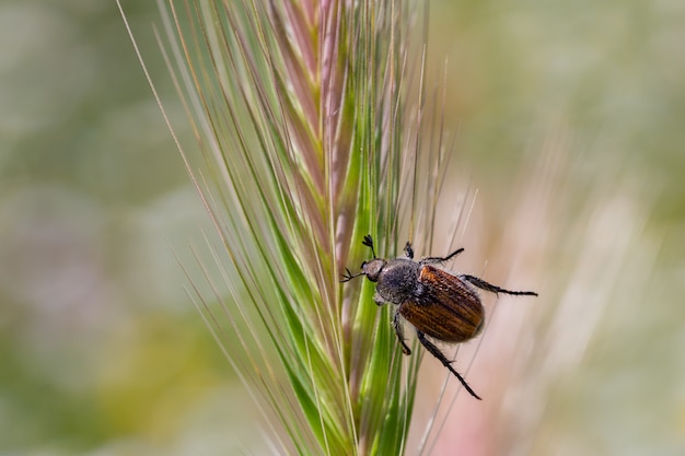 Beetle on a spike.