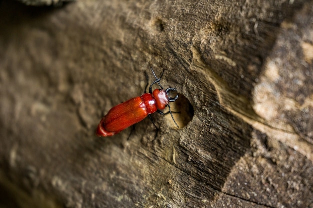 Beetle on a wood in nature