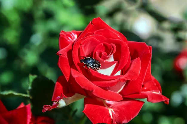 Beetles eating rose flowers in the garden