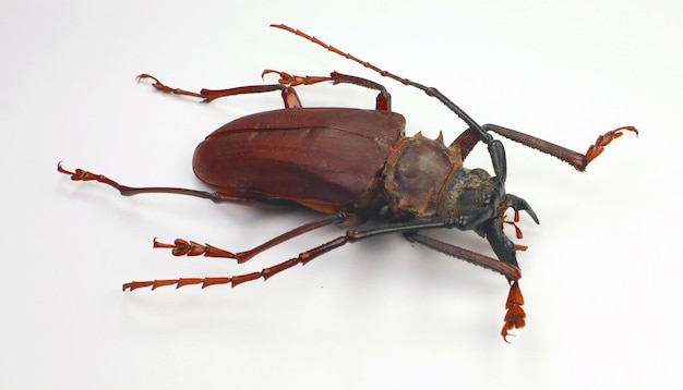 Beetles isolated on white. Giant longhorn beetle with giant jaws Dorysthenes buqueti macro close up