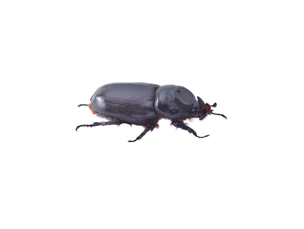 Beetles in nature ,Rhino beetle (Dynastinae)