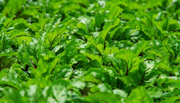 Beets grow in the garden