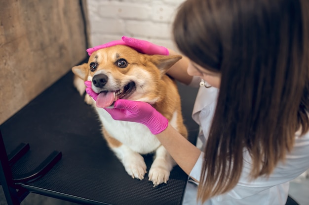 Before vaccination. Female vet doctor examining cute dog in a clinic