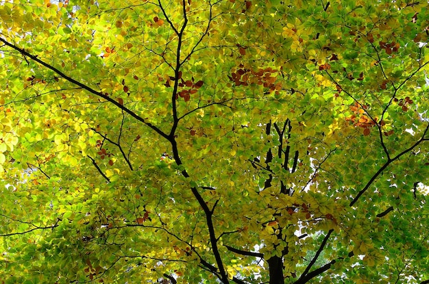 Beginning of autumn forest