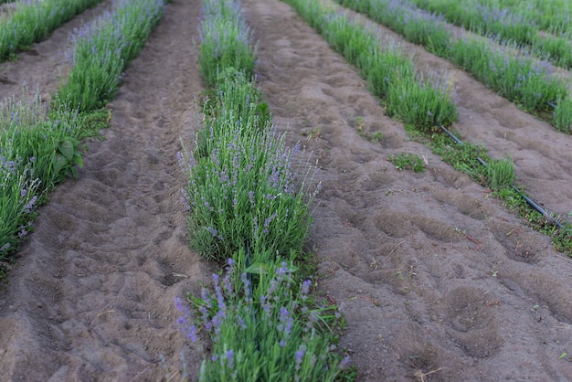 Beginning of lavender bloom Poor lavender bloom due to frost