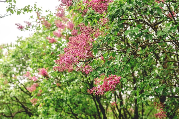 Photo the beginning of lilac blossoming in rainy weather