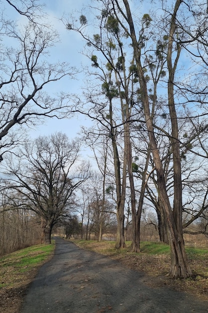 The beginning of spring View of the park in early spring