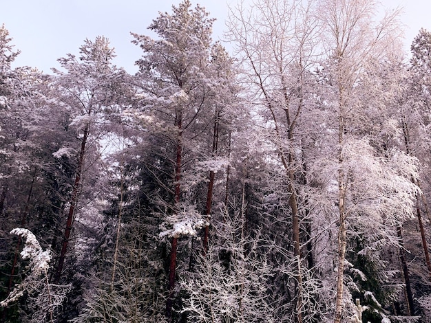 Beginning of winter First snow on tree branches along road Studio Photo