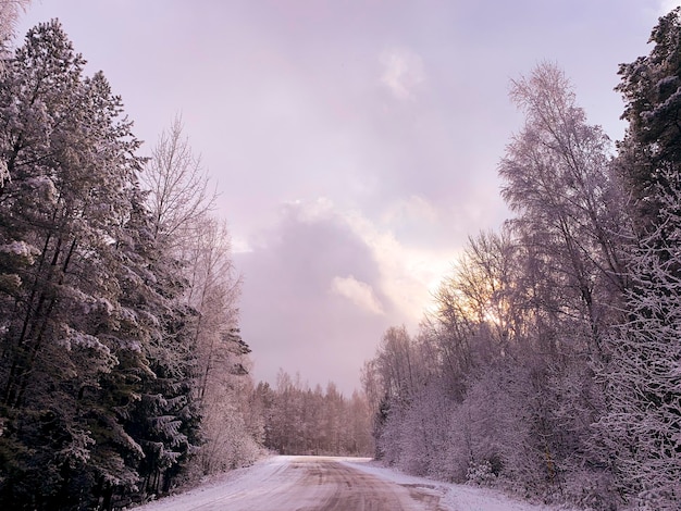 Beginning of winter First snow on tree branches along road Studio Photo