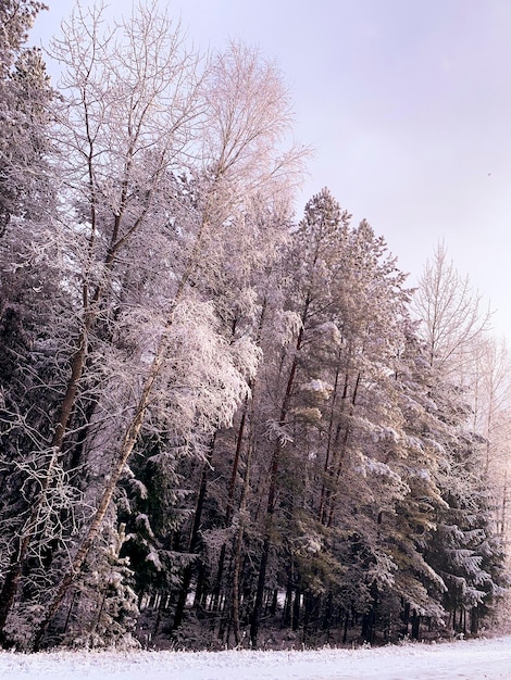 Beginning of winter First snow on tree branches along road Studio Photo