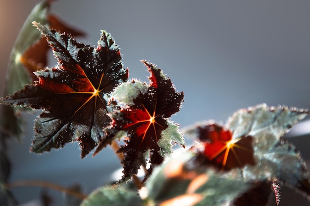 Begonia Cleopatra closeup leaf on the windowsill in bright sunlight with shadows Potted house plants green home decor care and cultivation